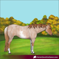 Horse Color:White Spotted Red Roan 