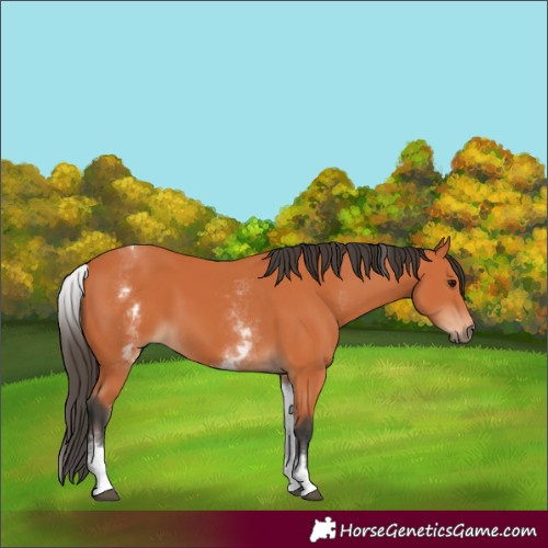 Horse Color:White Spotted Bay 