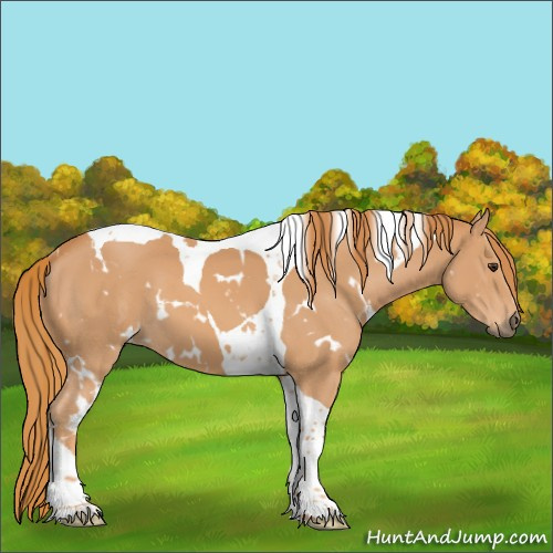 Horse Color:White Spotted Chestnut Tobiano 