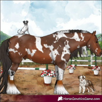 Horse Color:White Spotted Bay Tobiano