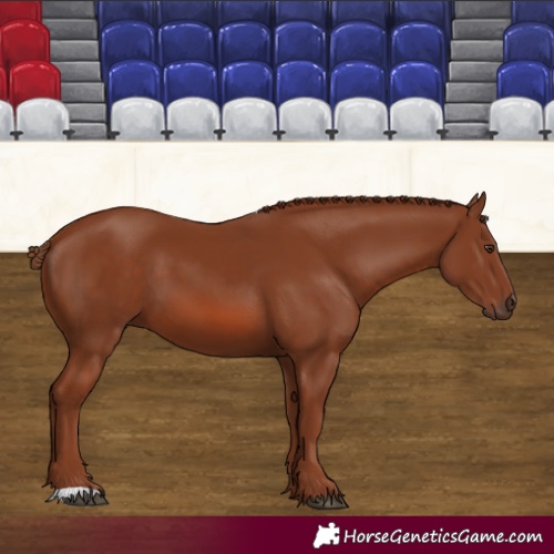 Horse Color:Chestnut 