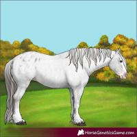 Horse Color:Liver Red Roan Sabino Splash Appaloosa  and Liver Red Roan Sabino Splash Appaloosa 