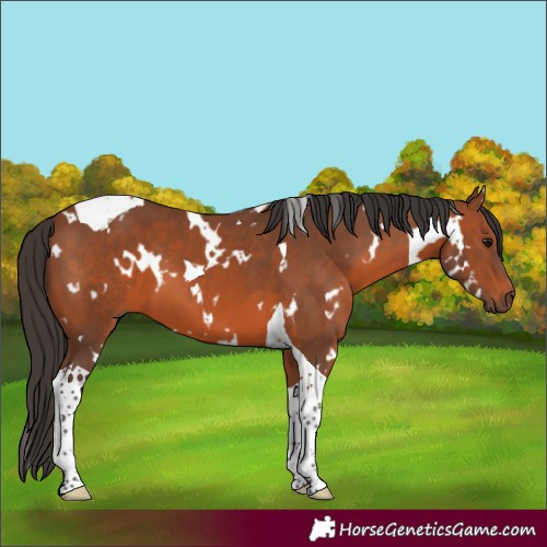 Horse Color:White Spotted Bay Tobiano 