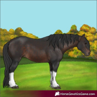Horse Color:Brown Tobiano 