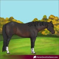 Horse Color:Brown Tobiano 