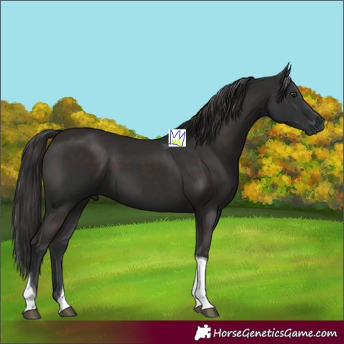 Horse Color:Liver Chestnut Tobiano 