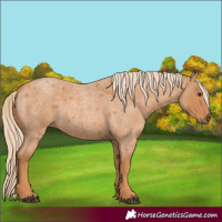 Horse Color:Red Roan