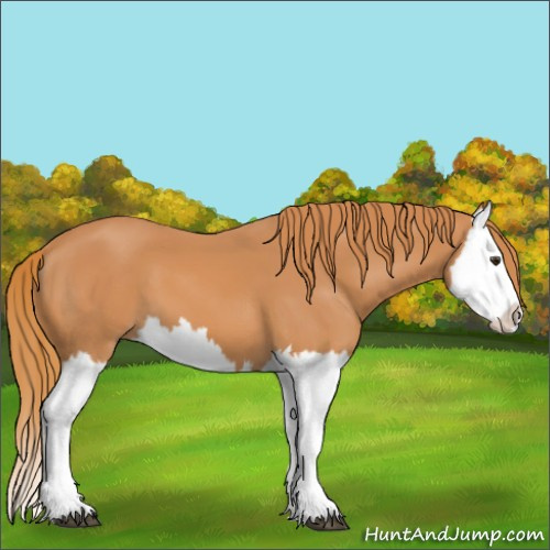 Horse Color:Chestnut Splash
