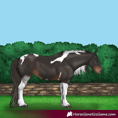 Horse Color:Liver Chestnut Tobiano 