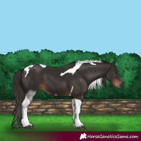Horse Color:Liver Chestnut Tobiano 