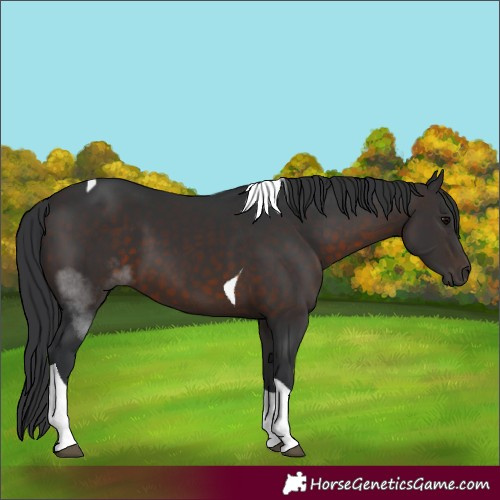Horse Color:Brown Tobiano 