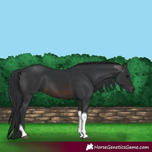 Horse Color:Brown Tobiano