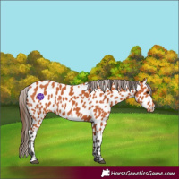 Horse Color:Bay Leopard