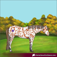 Horse Color:Bay Appaloosa 