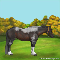 Horse Color:Brown Tobiano