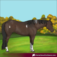 Horse Color:Liver Chestnut Tobiano 