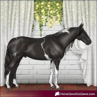 Horse Color:Liver Chestnut Tobiano 