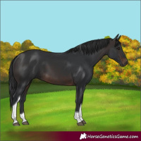 Horse Color:Brown Tobiano