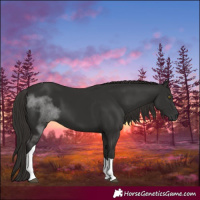 Horse Color:Liver Chestnut Tobiano 