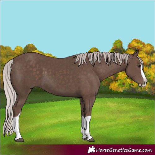 Horse Color:Silver Black Splash 