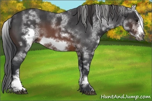 Horse Color:White Spotted Brown Roan Frame 