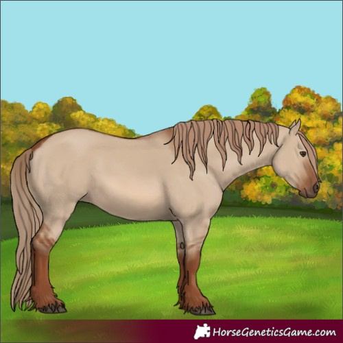 Horse Color:Red Dun 