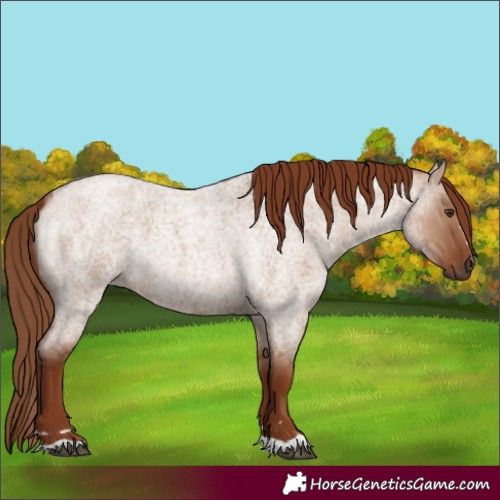 Horse Color:Red Dun Roan 