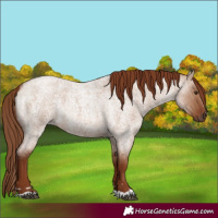 Horse Color:Red Dun Roan 