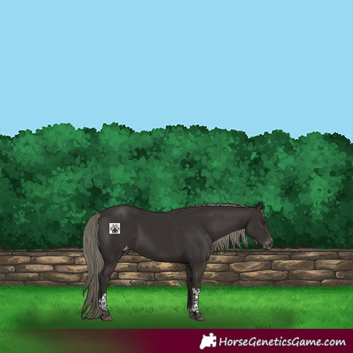 Horse Color:Liver Chestnut Mushroom Tobiano Appaloosa 