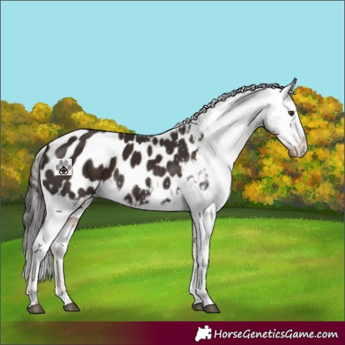 Horse Color:Liver Chestnut Tobiano Appaloosa 