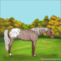 Horse Color:Silver Blue Roan Sabino Appaloosa 