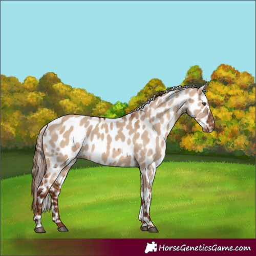 Horse Color:Red Dun Near Leopard 