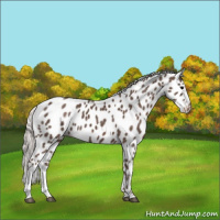 Horse Color:Silver Black Appaloosa 