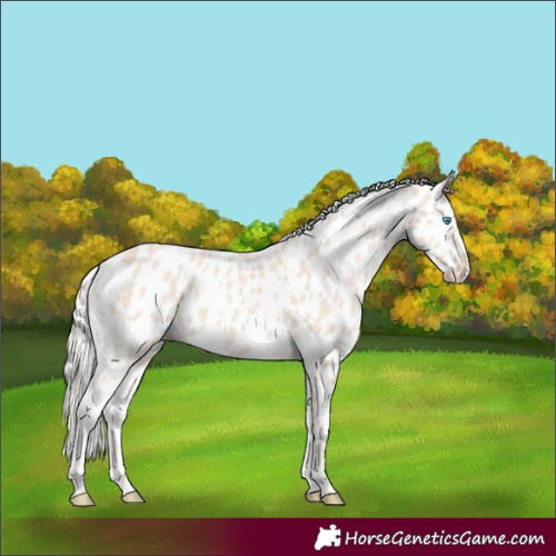 Horse Color:Cremello Appaloosa 
