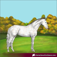Horse Color:Cremello Appaloosa 