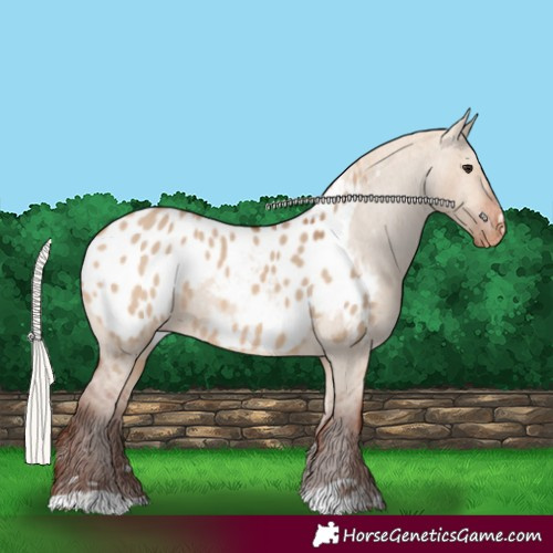 Horse Color:Silver Bay Dun Appaloosa 