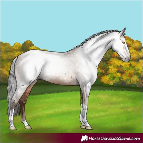 Horse Color:Gray Amber Champagne Tobiano Appaloosa 