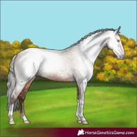 Horse Color:Gray Amber Champagne Tobiano Appaloosa 