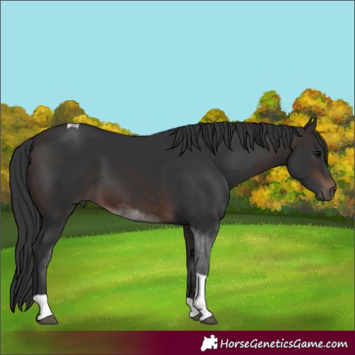 Horse Color:Brown Tobiano