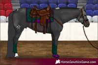 Horse Color:Brown Tobiano 
