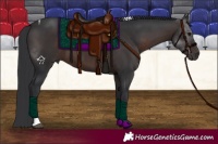 Horse Color:Brown Tobiano 