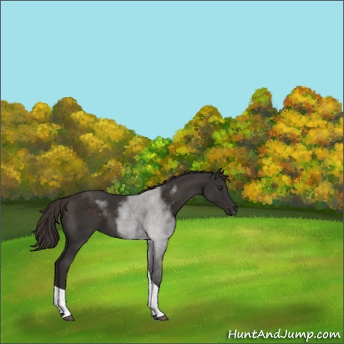 Horse Color:Liver Chestnut Tobiano 