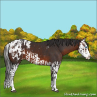 Horse Color:Brown Sabino Splash Appaloosa  and Brown Sabino Splash Appaloosa 