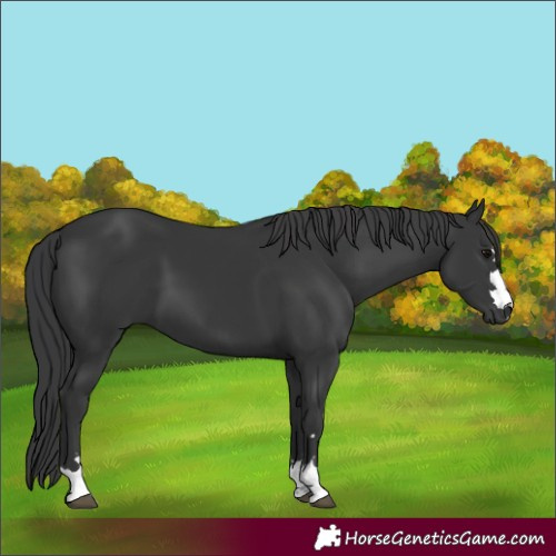 Horse Color:Black 