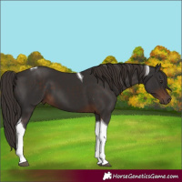 Horse Color:Liver Chestnut Tobiano