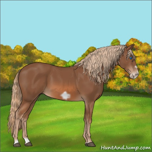 Horse Color:Chestnut Frame