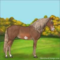 Horse Color:Chestnut Frame 