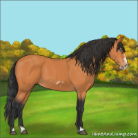 Horse Color:Bay Frame 