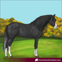 Horse Color:Black Splash 