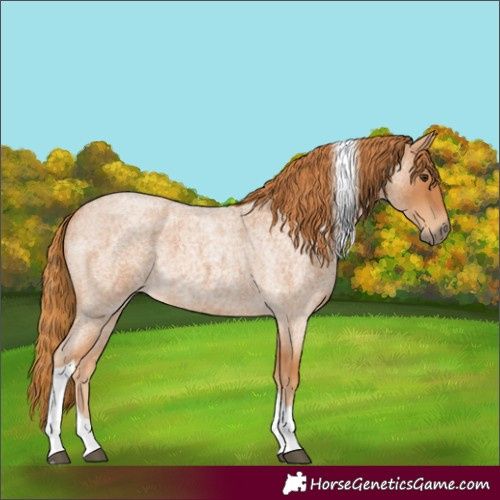 Horse Color:Red Roan Tobiano 